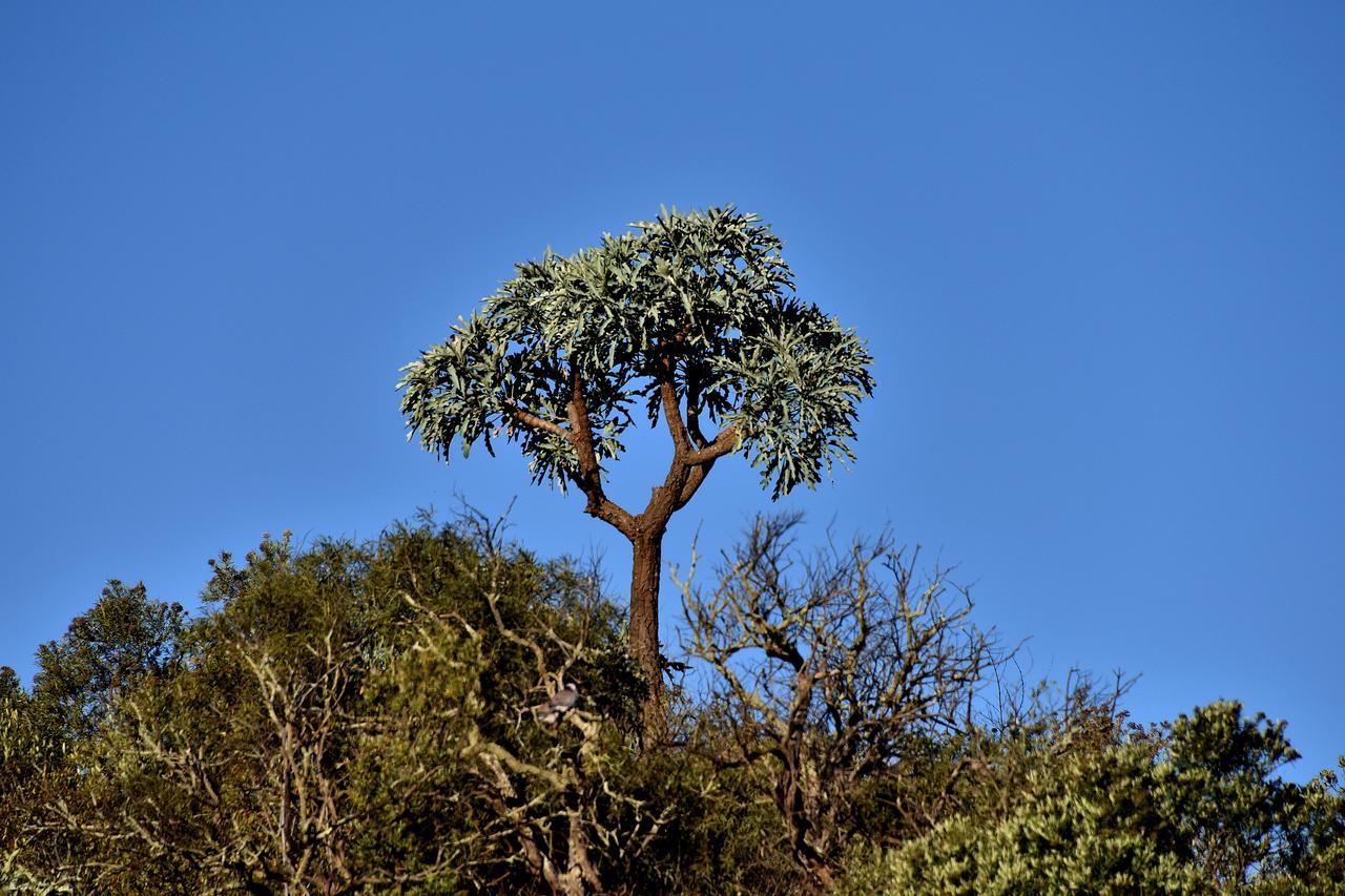 Tredenham Boutique Hotel Bloemfontein Luaran gambar The tree