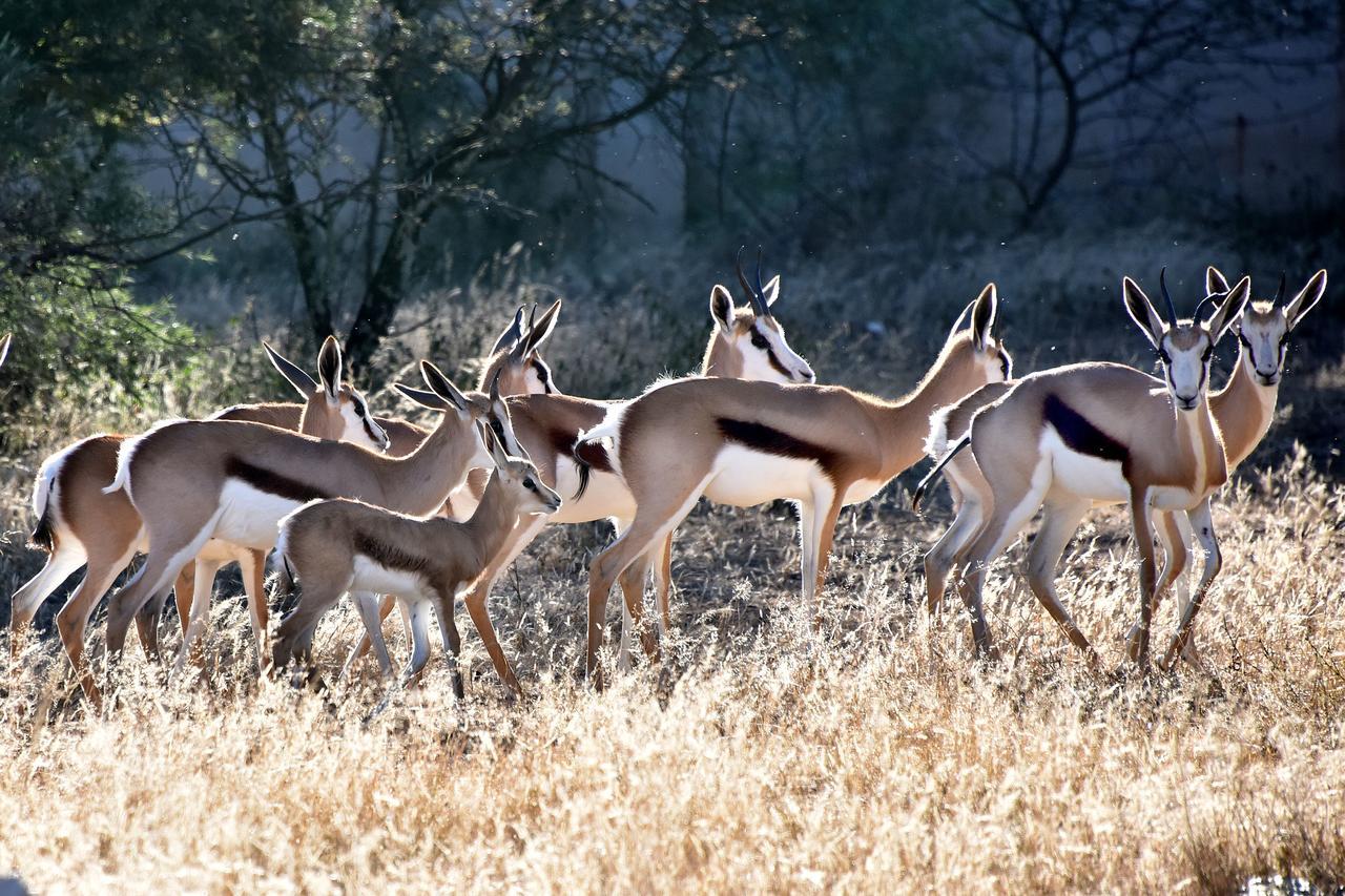 Tredenham Boutique Hotel Bloemfontein Luaran gambar Springbok