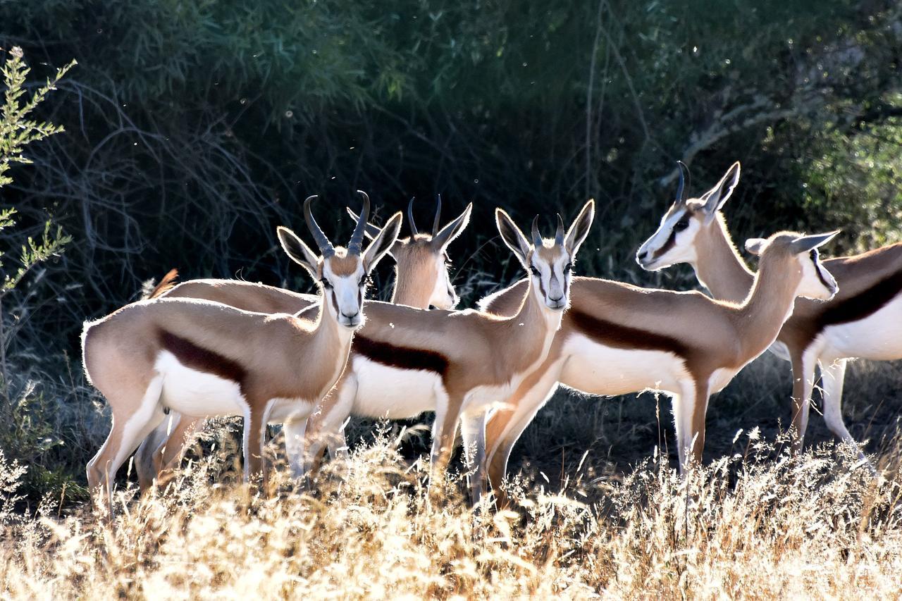 Tredenham Boutique Hotel Bloemfontein Luaran gambar Springbok