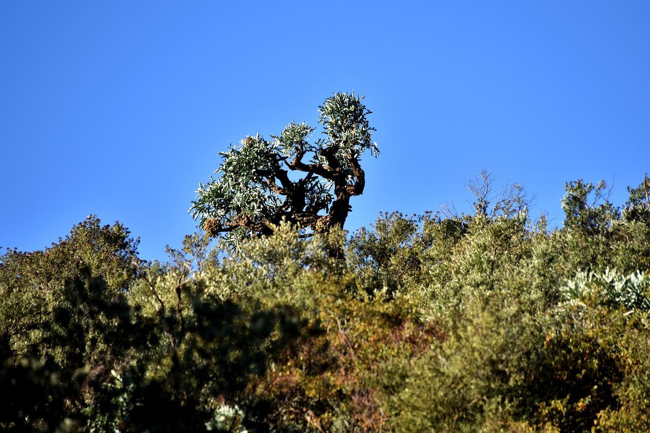 Tredenham Boutique Hotel Bloemfontein Luaran gambar A juniper tree in the park